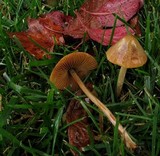 Conocybe siliginea image