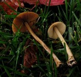 Conocybe siliginea image