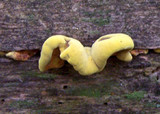 Pseudomerulius curtisii image