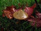 Conocybe siliginea image