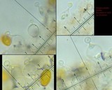 Conocybe siliginea image