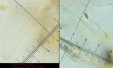 Conocybe siliginea image