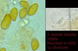 Conocybe siliginea image