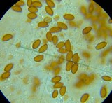 Conocybe siliginea image