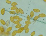 Conocybe siliginea image