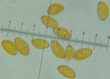 Conocybe siliginea image