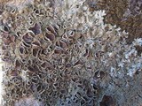 Xanthoparmelia conspersa image