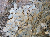 Xanthoparmelia conspersa image