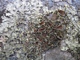 Xanthoparmelia conspersa image