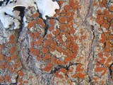 Caloplaca ferruginea image