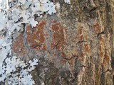 Caloplaca ferruginea image