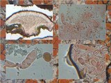 Caloplaca ferruginea image