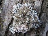 Physconia enteroxantha image