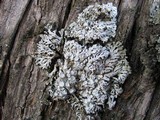 Physconia venusta image