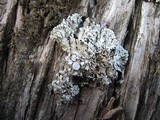 Physconia venusta image