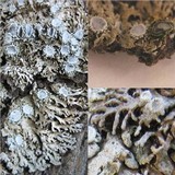 Physconia venusta image