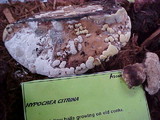 Hypocrea citrina image