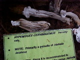Hypomyces cervinigenus image