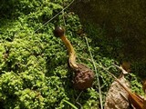 Elaphocordyceps capitata image