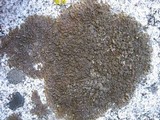 Melanelia sorediata image
