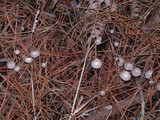 Mycena capillaripes image