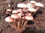 Kuehneromyces mutabilis image