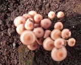 Kuehneromyces mutabilis image