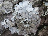 Parmelia saxatilis image