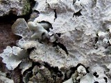 Parmelia saxatilis image