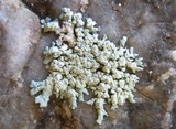 Xanthoparmelia mougeotii image