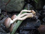 Pholiota terrestris image