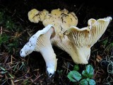 Cantharellus subalbidus image