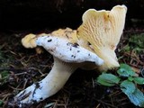 Cantharellus subalbidus image