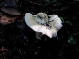 Cantharellus subalbidus image