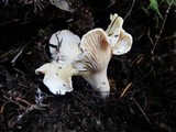 Cantharellus subalbidus image