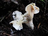 Cantharellus subalbidus image