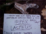 Irpex lacteus image