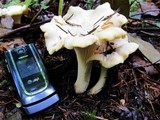 Cantharellus subalbidus image
