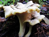 Cantharellus subalbidus image