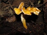 Cantharellus formosus image