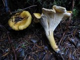 Cantharellus formosus image