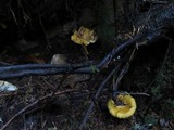 Cantharellus formosus image