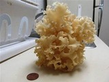Sparassis crispa image