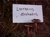 Lactarius atrobadius image