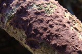 Porostereum crassum image