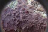 Porostereum crassum image