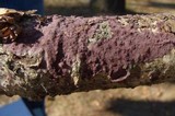 Porostereum crassum image