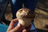 Calvatia craniiformis image
