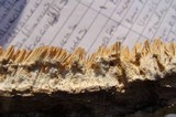 Irpex lacteus image