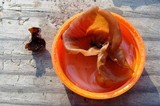 Auricularia angiospermarum image